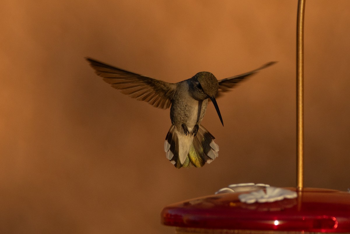 Costa's Hummingbird - ML620574222