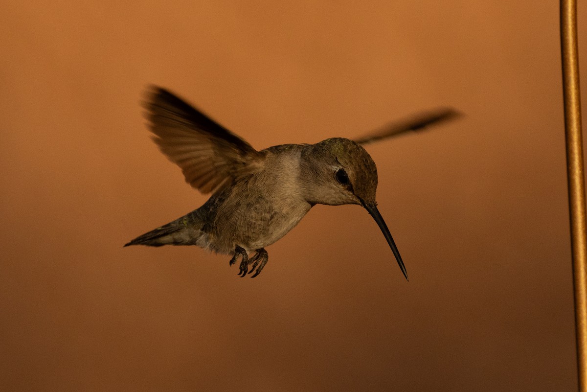 Costa's Hummingbird - ML620574223