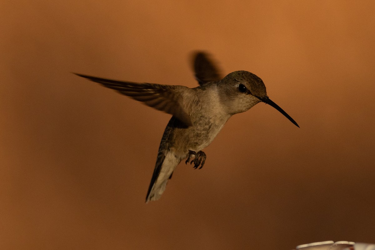 Costa's Hummingbird - ML620574224