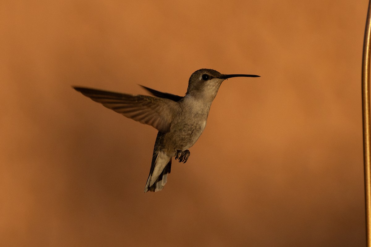 Costa's Hummingbird - ML620574225