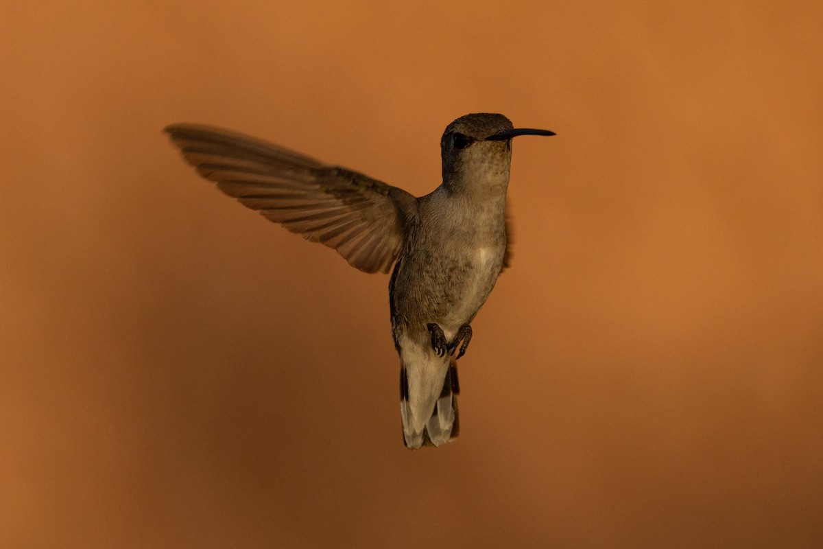 Costa's Hummingbird - ML620574226