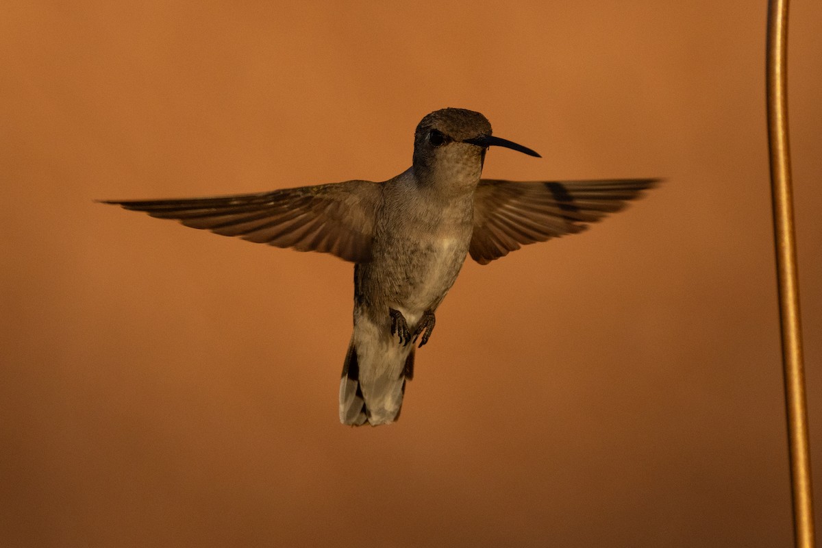 Costa's Hummingbird - ML620574227