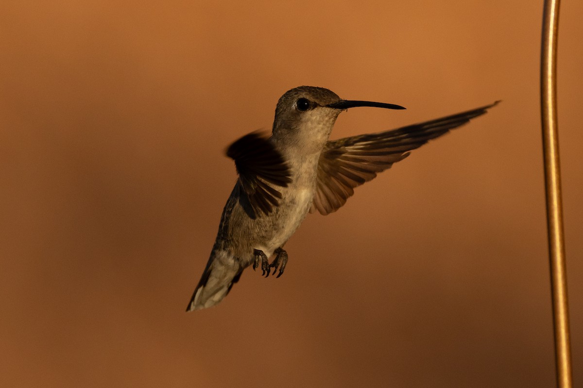 Costa's Hummingbird - ML620574228