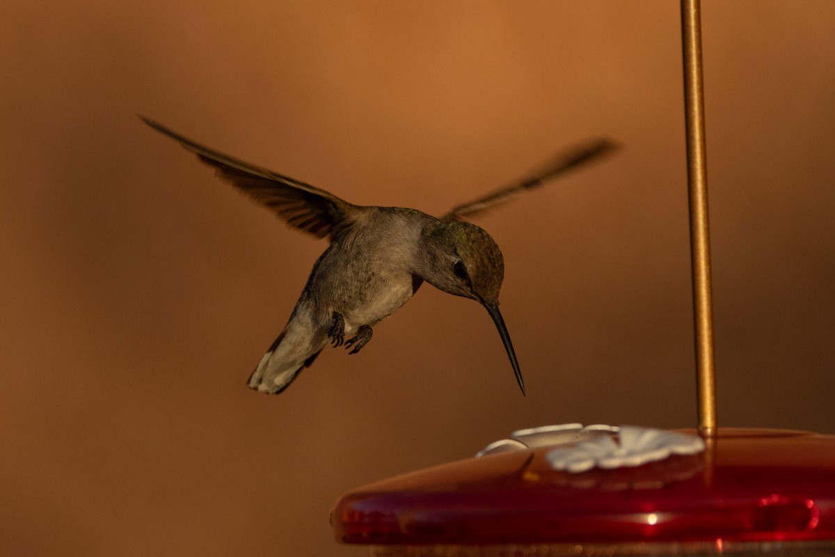 Costa's Hummingbird - ML620574229