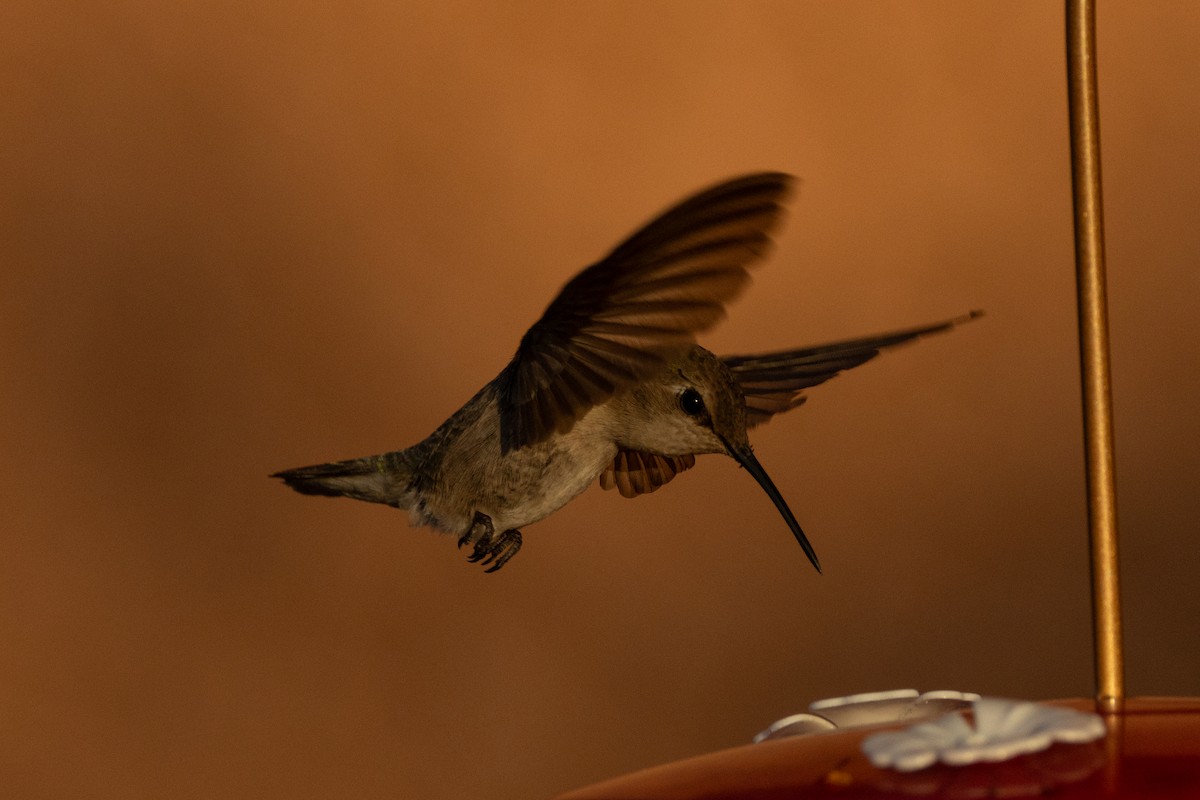 Costa's Hummingbird - ML620574230