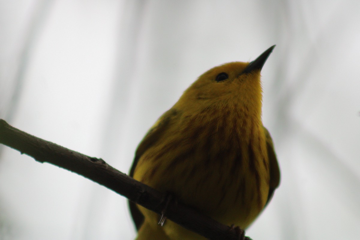Yellow Warbler (Northern) - ML620574231