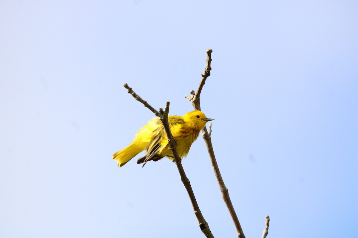 Yellow Warbler (Northern) - Kristian Neely