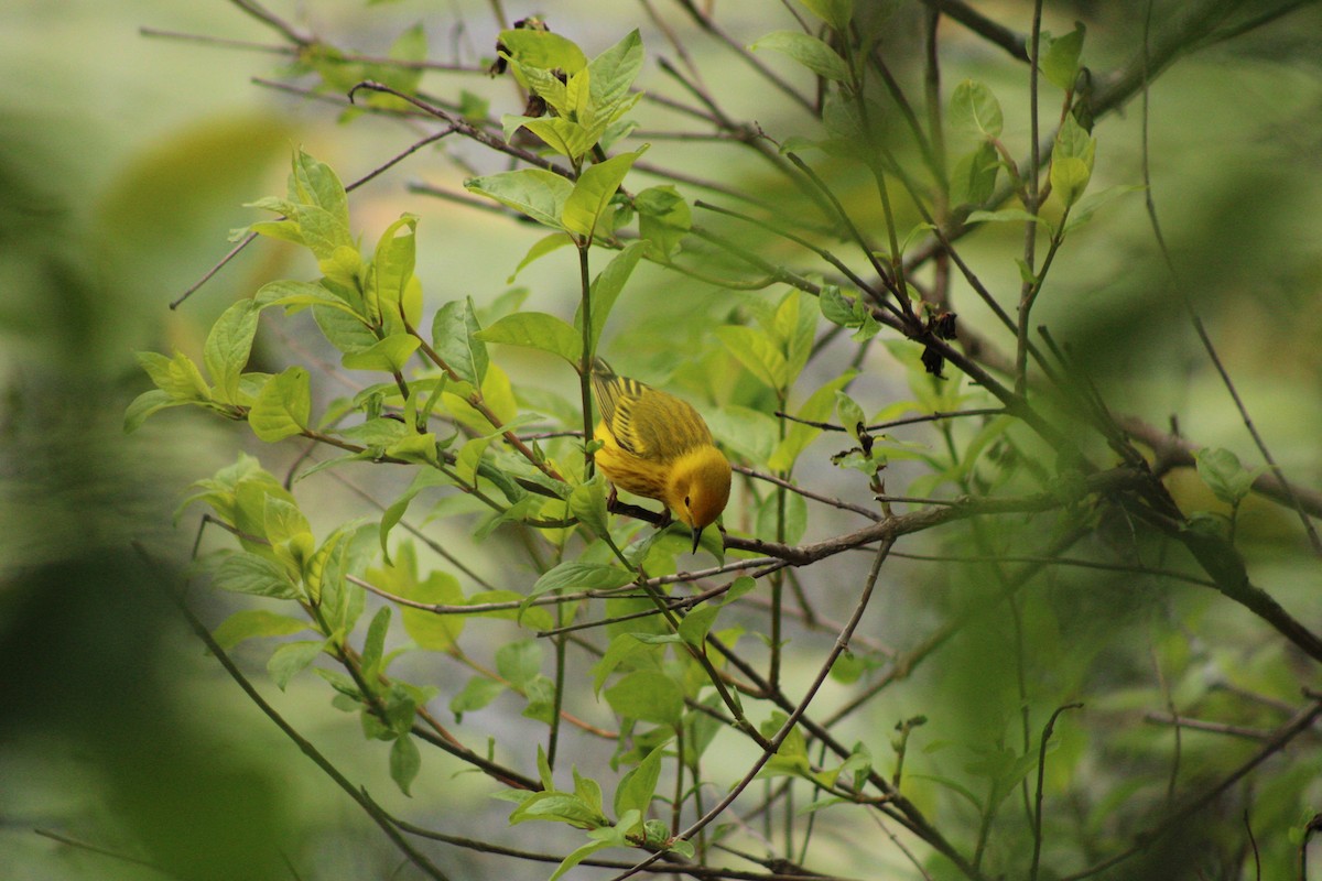 Yellow Warbler (Northern) - Kristian Neely