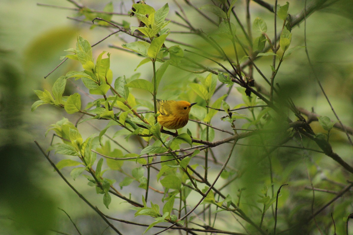 Yellow Warbler (Northern) - ML620574234