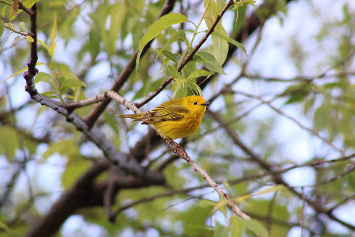 Yellow Warbler (Northern) - ML620574236