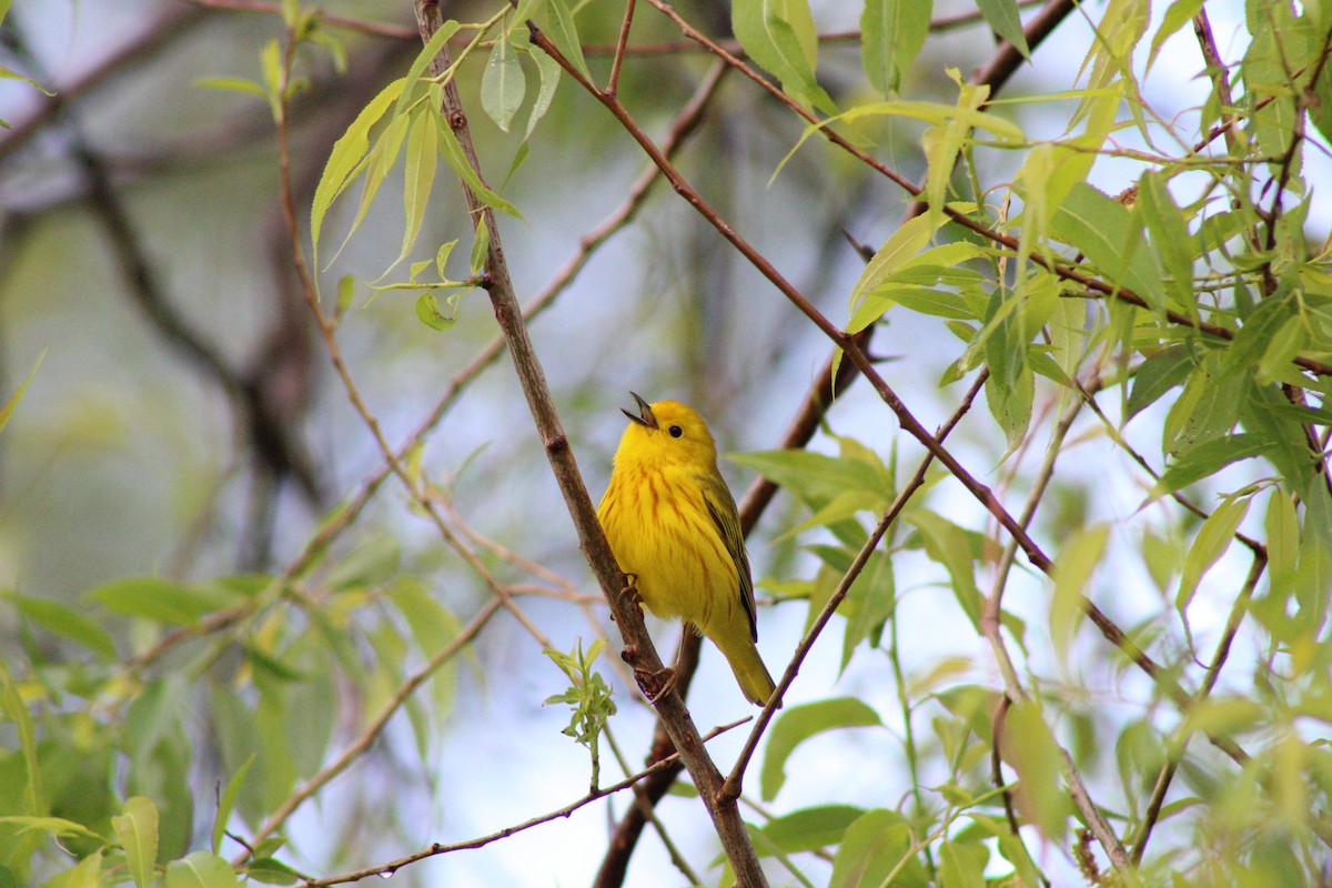 Yellow Warbler (Northern) - ML620574237