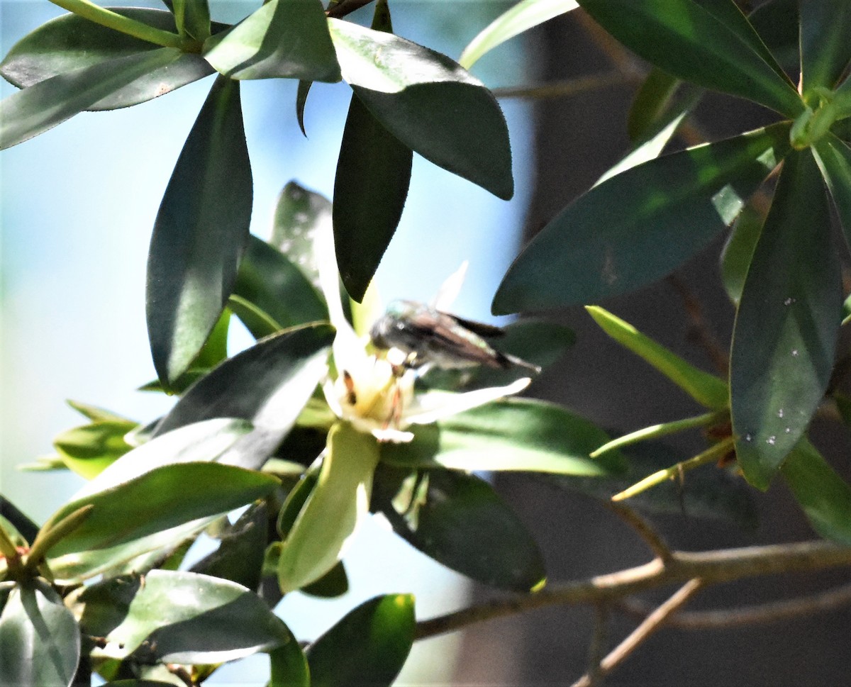 Mangrove Hummingbird - ML620574238