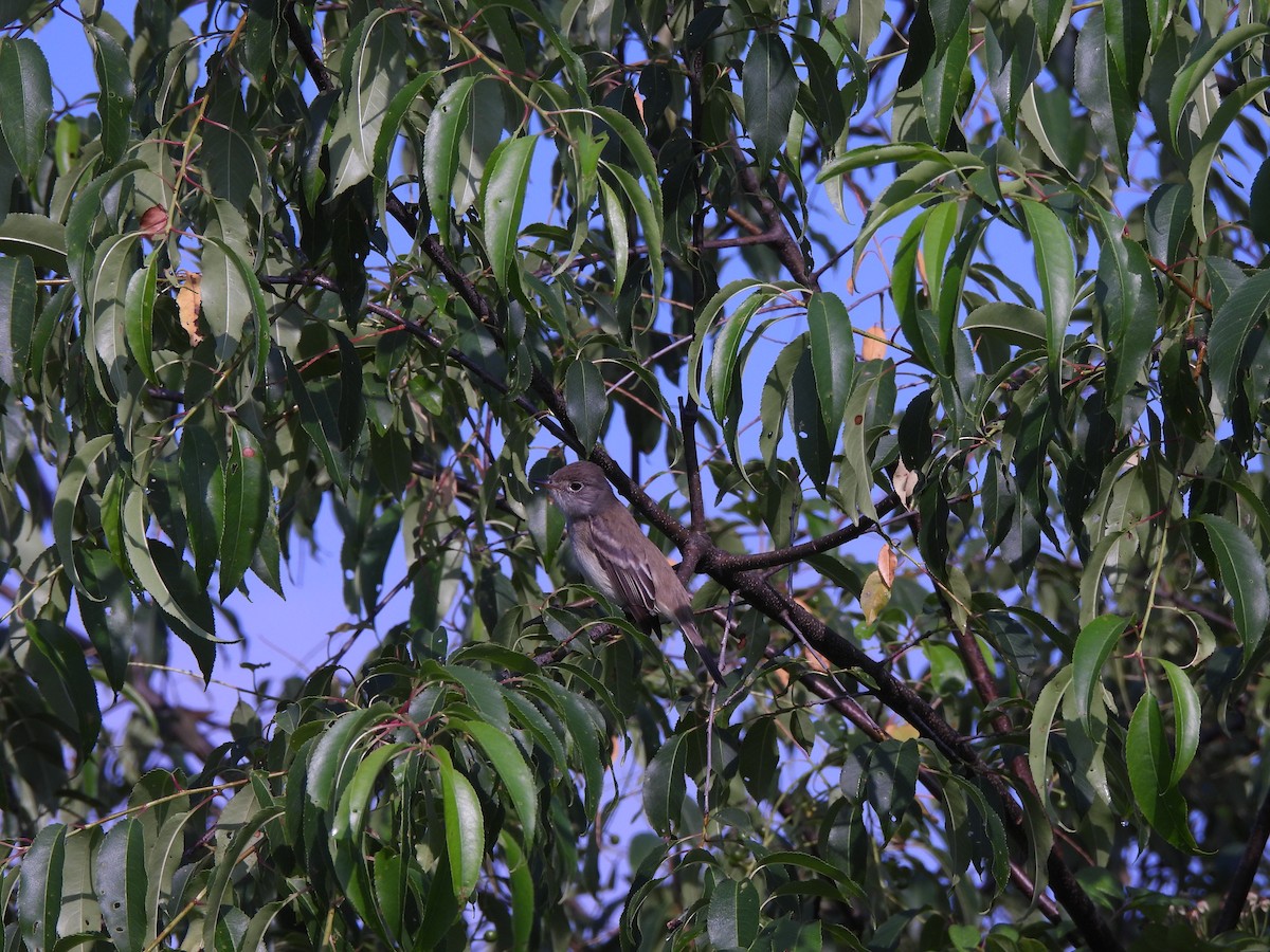 Willow Flycatcher - ML620574239