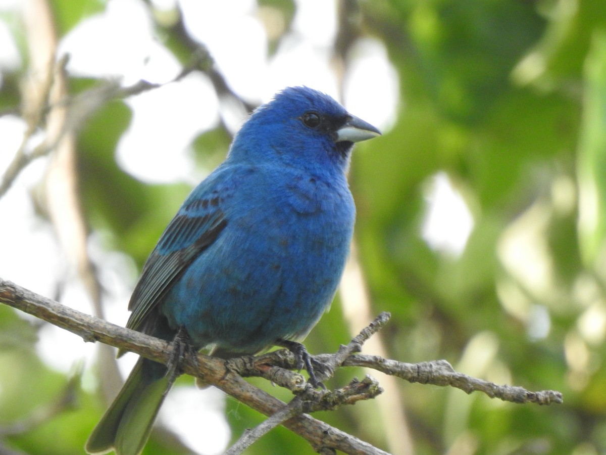 Indigo Bunting - ML620574242