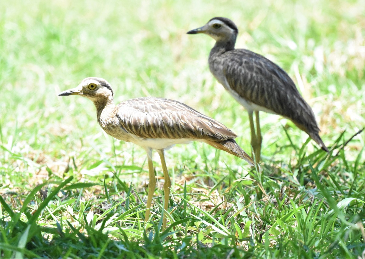 Double-striped Thick-knee - ML620574279