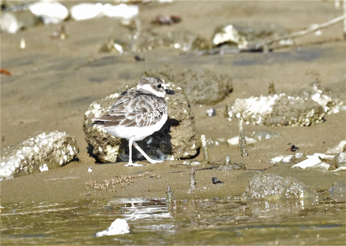 Semipalmated Plover - ML620574290