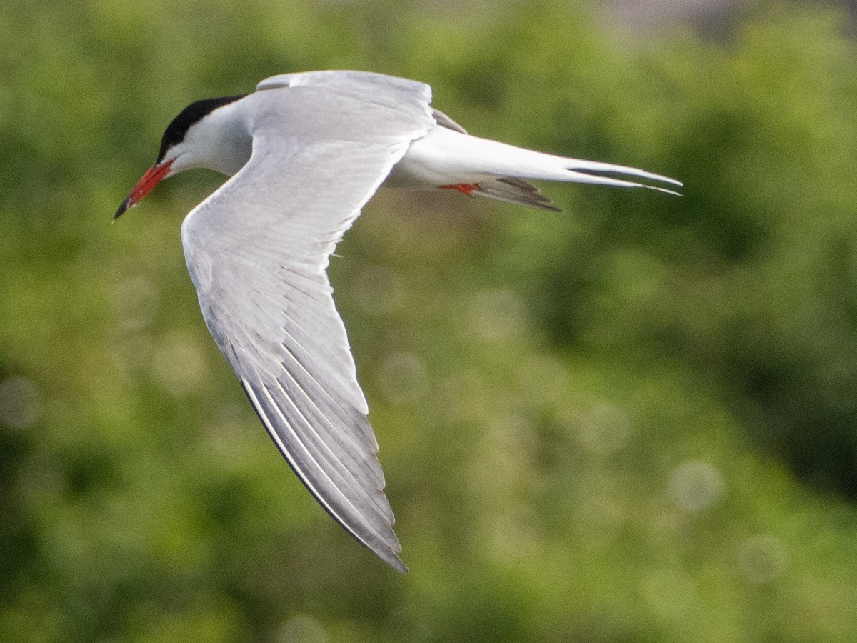 Common Tern - Gavin Ailes