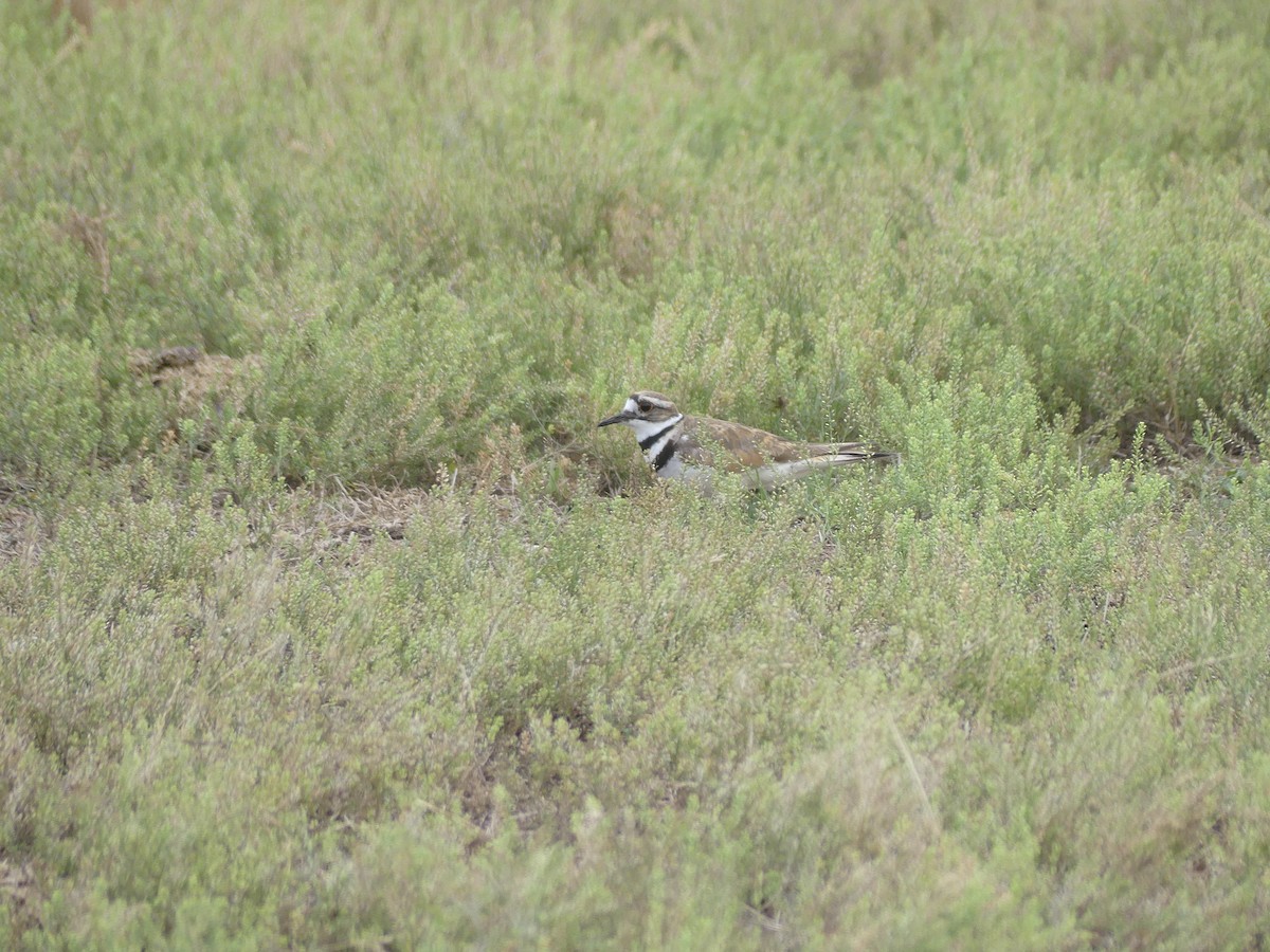 Killdeer - ML620574307