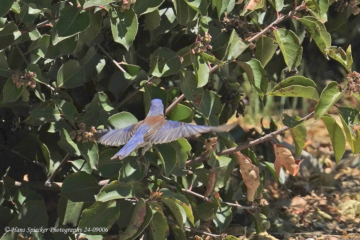 Western Bluebird - ML620574310