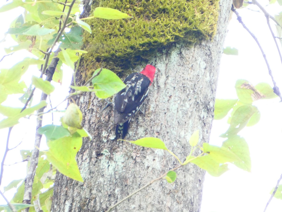 Red-breasted Sapsucker - ML620574318