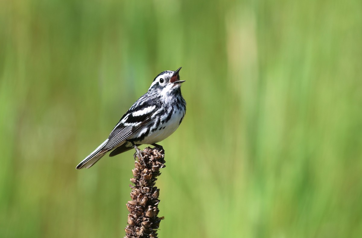 Black-and-white Warbler - ML620574327