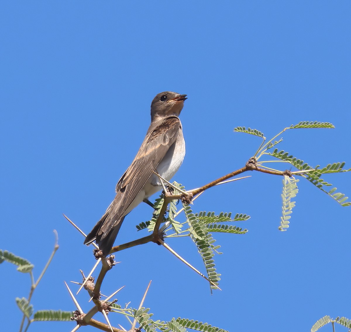 Northern Rough-winged Swallow - ML620574332