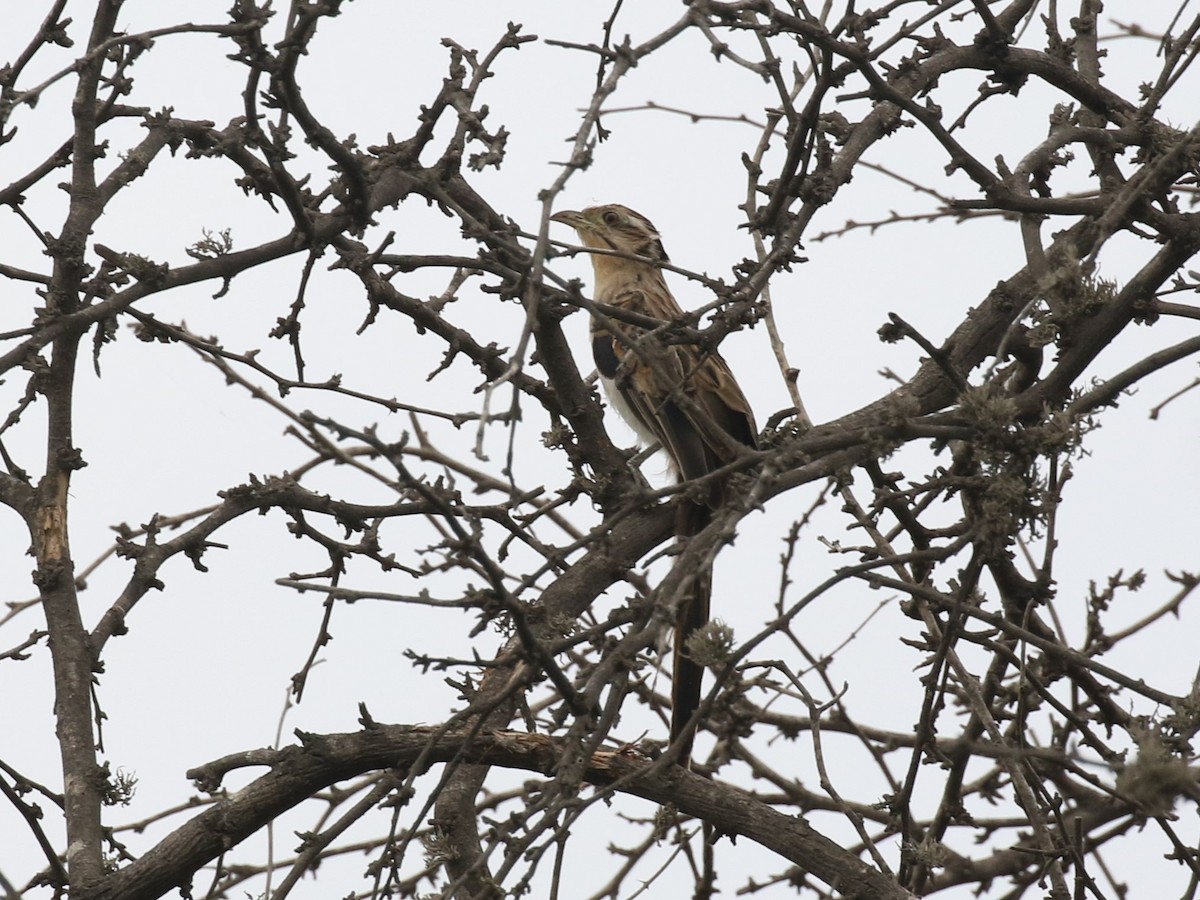 Striped Cuckoo - ML620574347