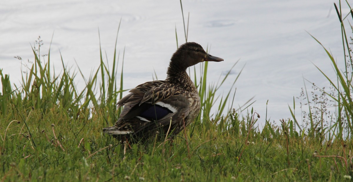 Canard colvert - ML620574348