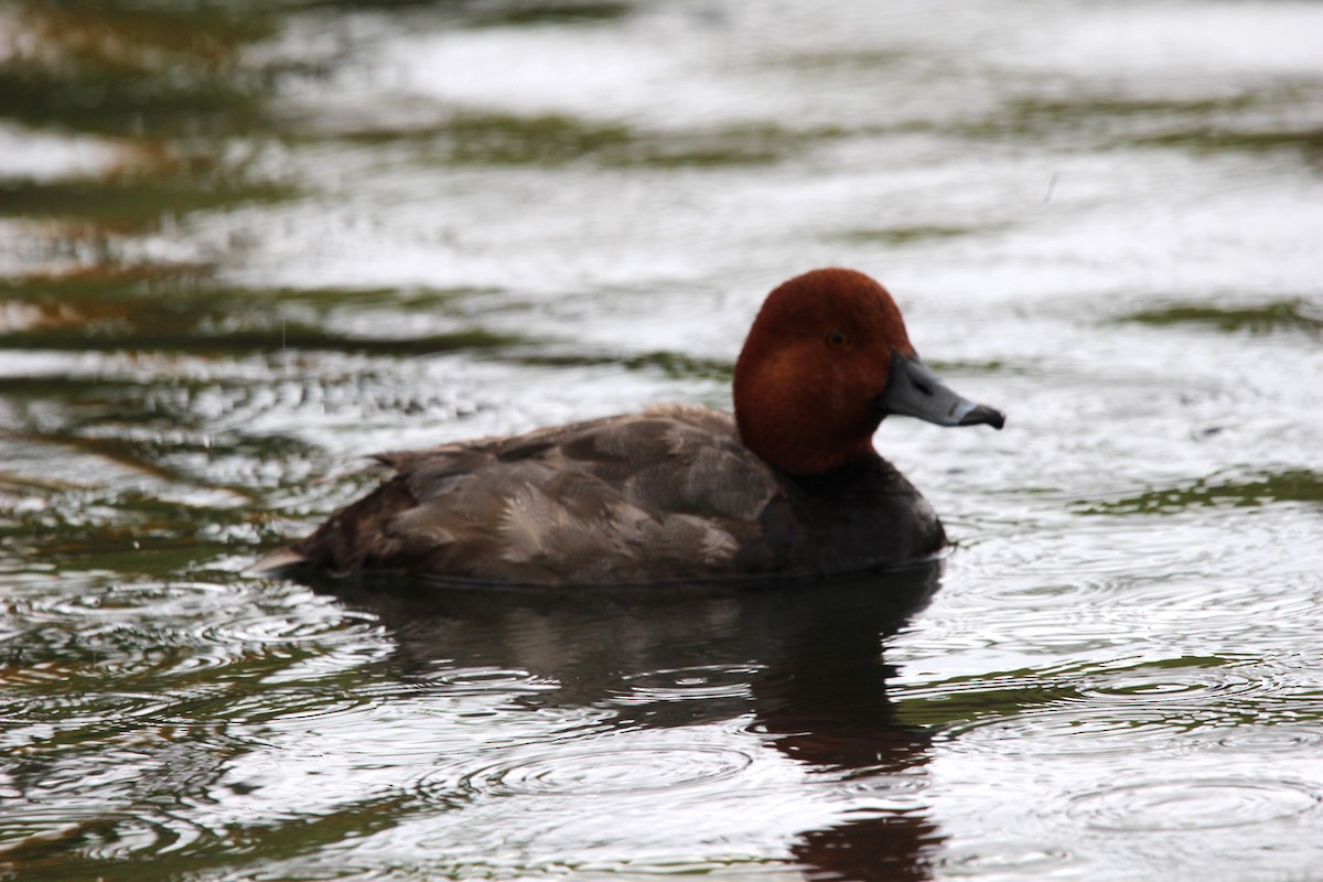 Redhead - ML620574358