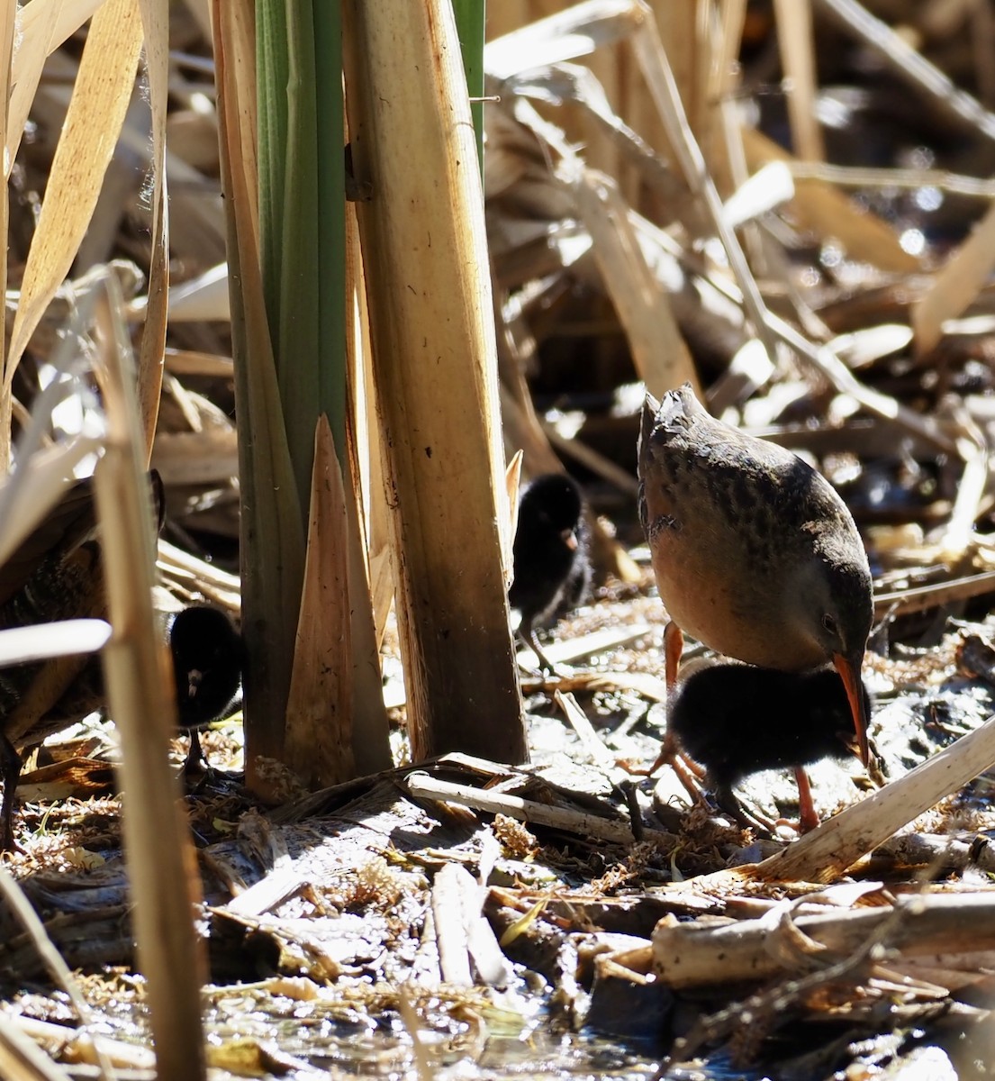 Virginia Rail - ML620574365