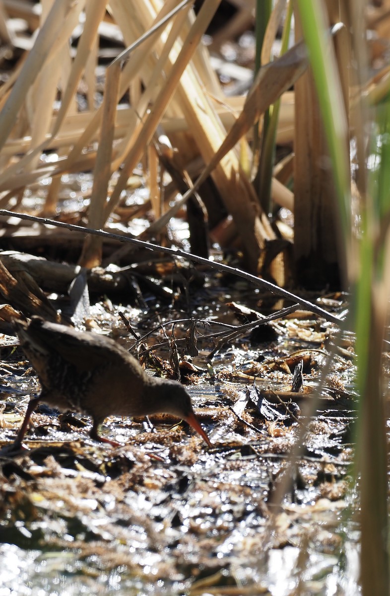 Virginia Rail - ML620574366