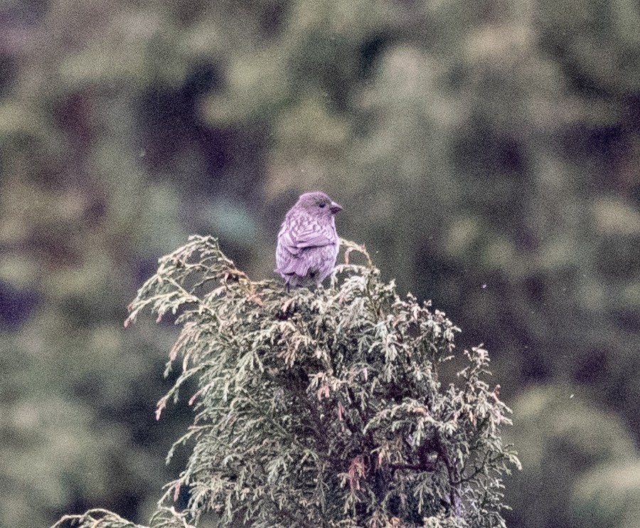 Red-mantled Rosefinch - ML620574367