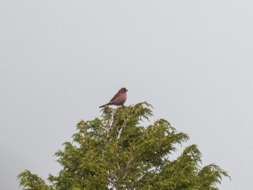 Red-mantled Rosefinch - ML620574369