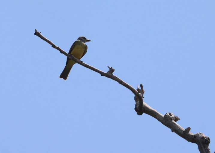 Couch's Kingbird - ML620574370