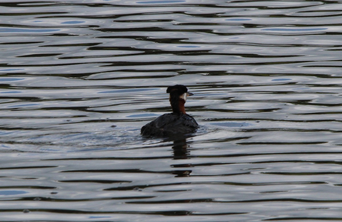 Red-necked Grebe - ML620574373