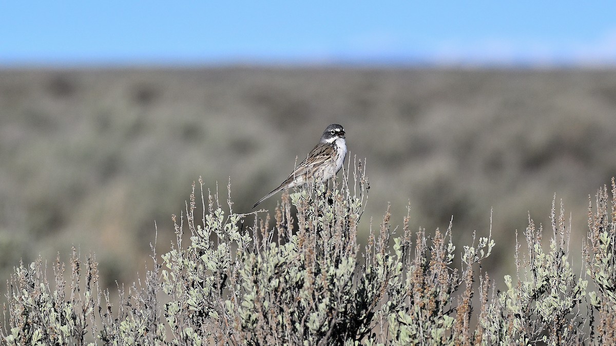 Sagebrush Sparrow - ML620574374