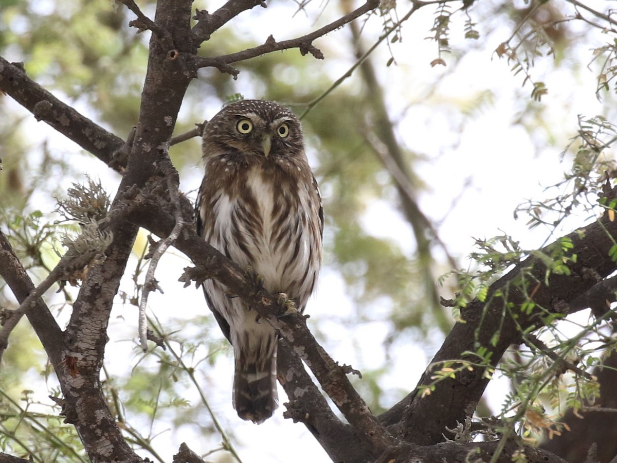 Peruvian Pygmy-Owl - ML620574382