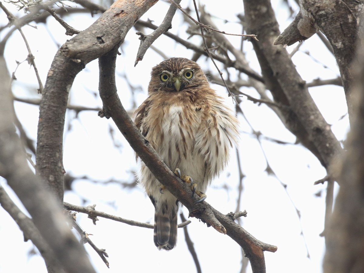 Peruvian Pygmy-Owl - ML620574383