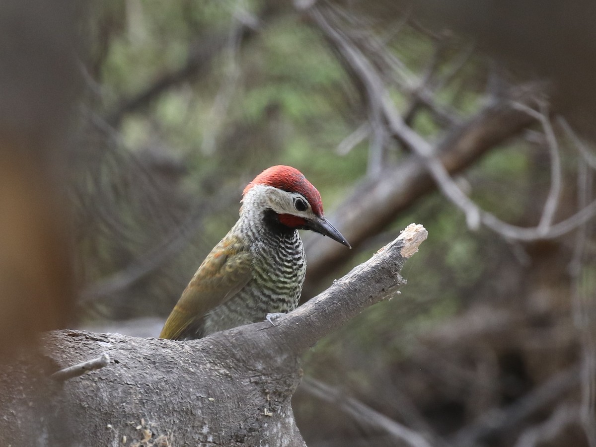 Golden-olive Woodpecker (rubripileus) - ML620574392