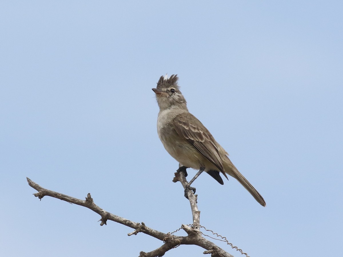 Gray-and-white Tyrannulet - ML620574403