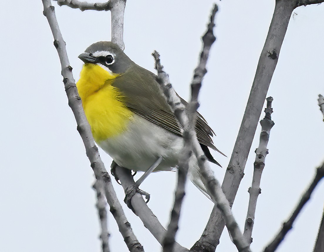 Yellow-breasted Chat - ML620574404