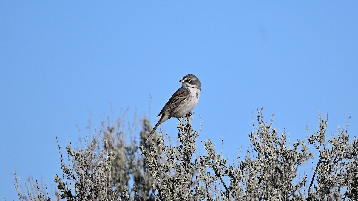 Sagebrush Sparrow - Steve Butterworth
