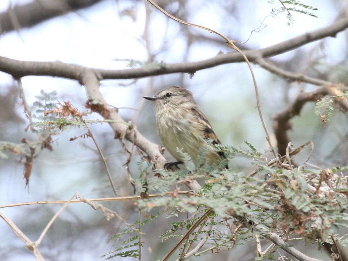 Mouse-gray Flycatcher - ML620574407