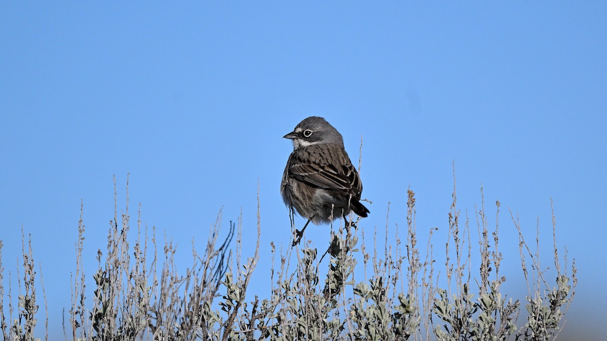 Sagebrush Sparrow - ML620574410