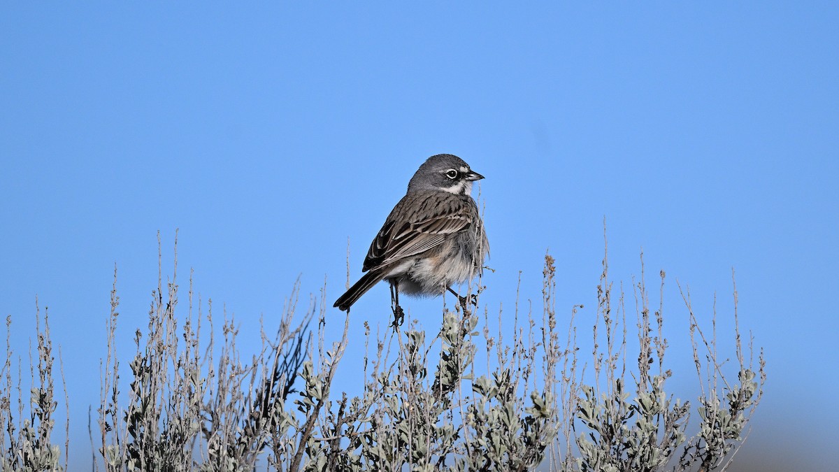 Sagebrush Sparrow - ML620574417