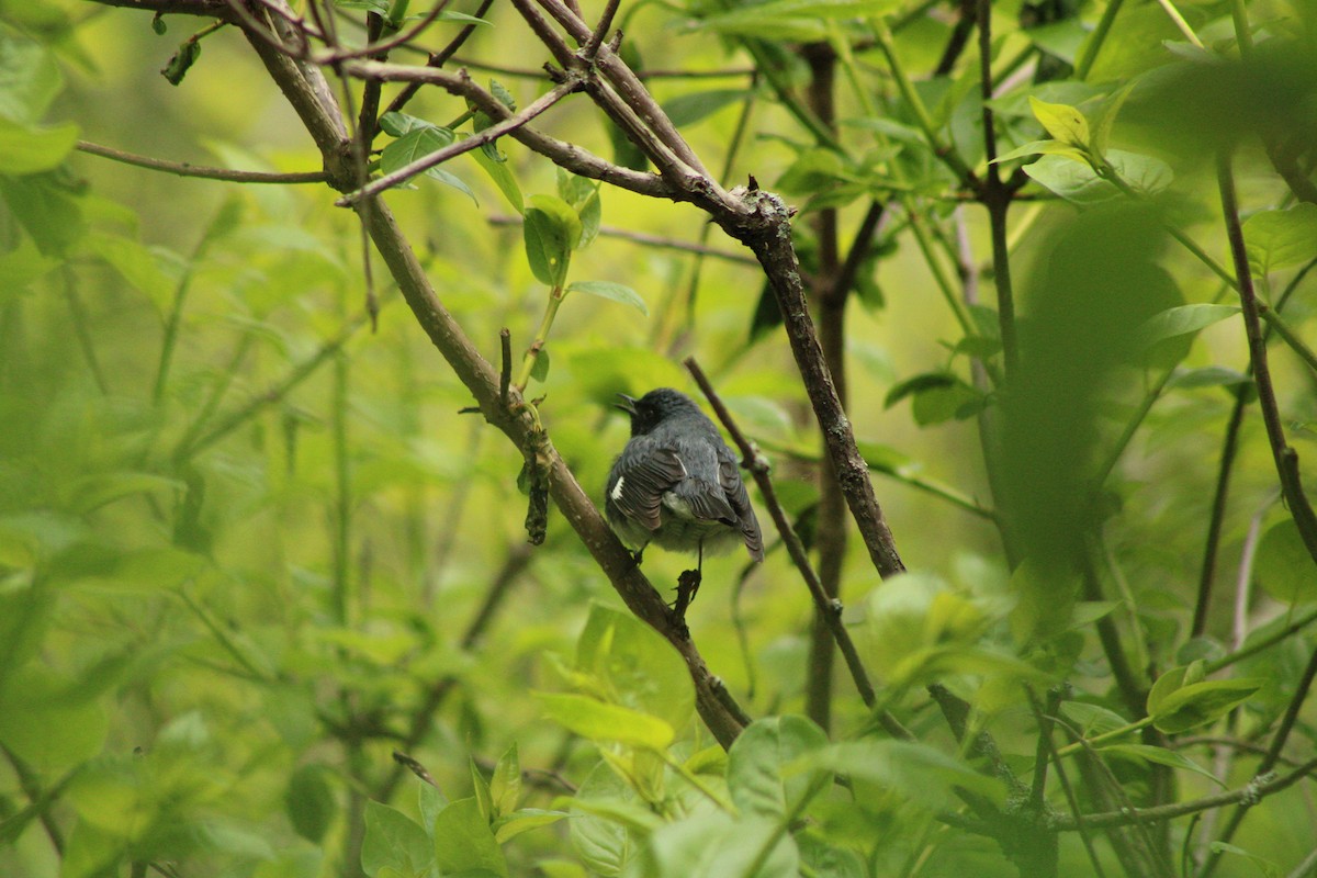 Black-throated Blue Warbler - Kristian Neely