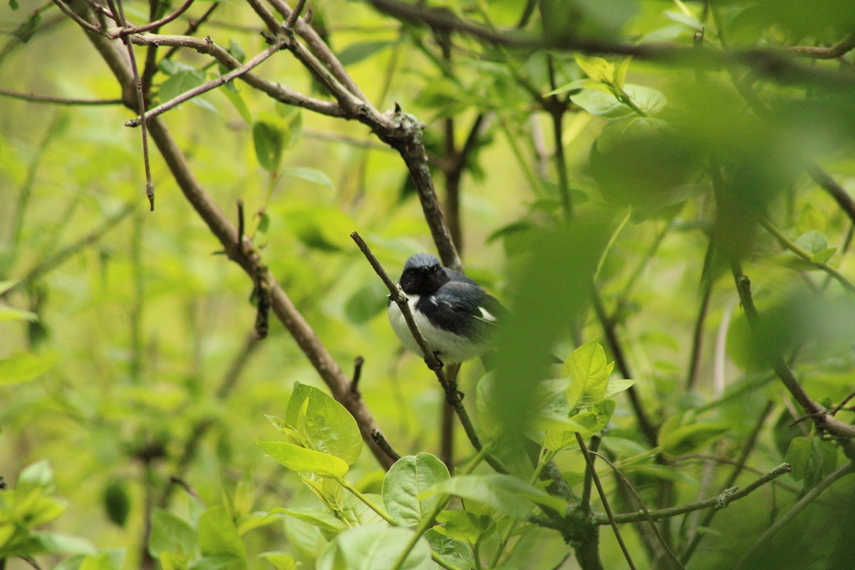 Black-throated Blue Warbler - Kristian Neely
