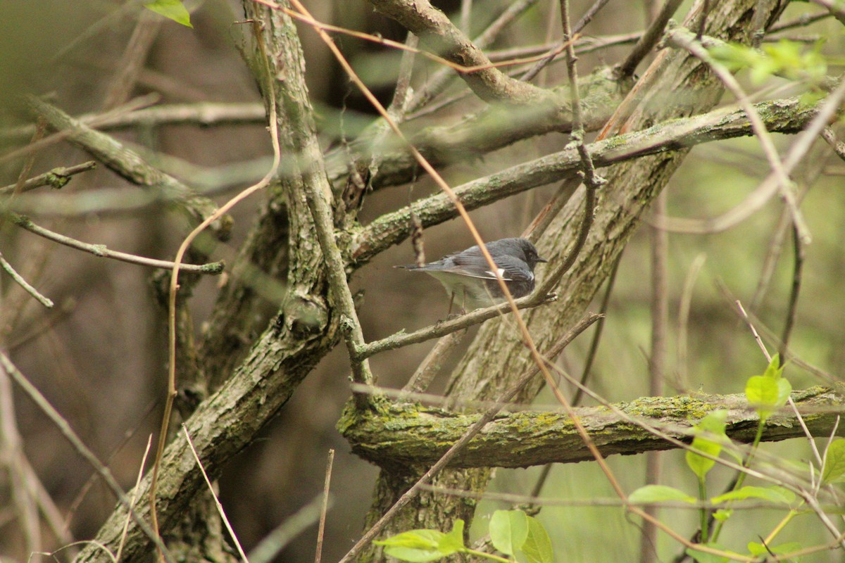 Black-throated Blue Warbler - ML620574433