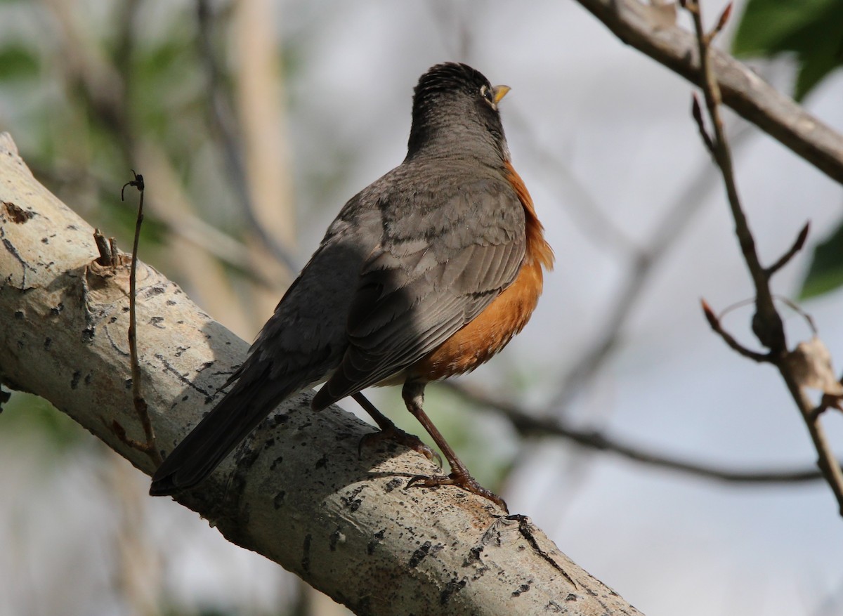 American Robin - ML620574447