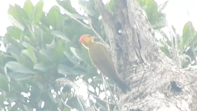 Yellow-throated Woodpecker - ML620574448